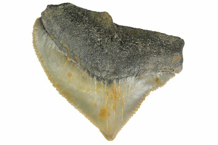 Fossil Crow Shark (Squalicorax) Tooth - Texas #164675